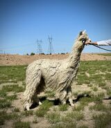 alpaca for sale