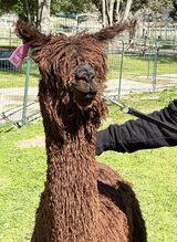 alpaca for sale