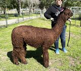 alpaca for sale
