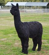 alpaca for sale