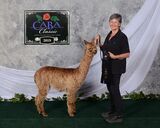 alpaca for sale