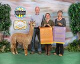 alpaca for sale
