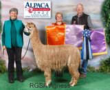 alpaca for sale