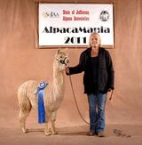 alpaca for sale
