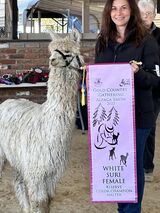 alpaca for sale
