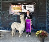 alpaca for sale