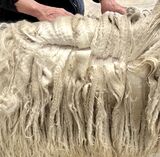 alpaca for sale