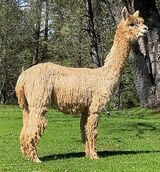 alpaca for sale