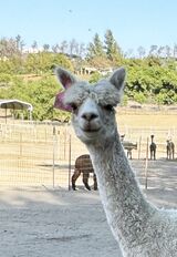 alpaca for sale