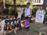 alpaca for sale