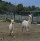 alpaca for sale