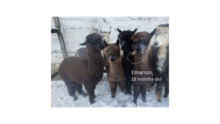 Photo of KBAR'S Emanon