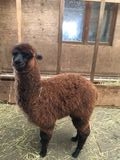 Photo of KBAR'S Leroy Brown