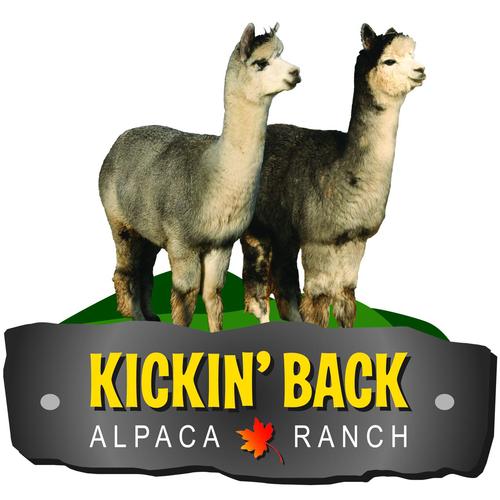 Laslyn Alpaca