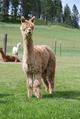 alpaca for sale