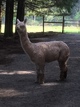 alpaca for sale