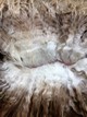 alpaca for sale