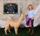 alpaca for sale