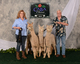 alpaca for sale