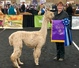 alpaca for sale