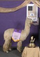 alpaca for sale