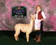 alpaca for sale