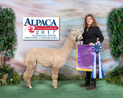 2017 Invited Color Champion AOA National Halter Show 2017 Invited Color Champion AOA National Halter Show