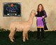 alpaca for sale