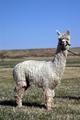 alpaca for sale