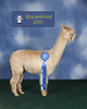 alpaca for sale