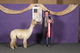 alpaca for sale