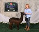 alpaca for sale