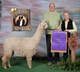 alpaca for sale