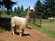 alpaca for sale