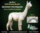 alpaca for sale