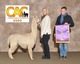 alpaca for sale