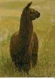 alpaca for sale