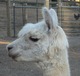 alpaca for sale