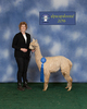 alpaca for sale