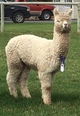 alpaca for sale