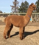 alpaca for sale