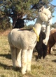 alpaca for sale