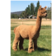 alpaca for sale