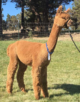 alpaca for sale