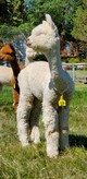 alpaca for sale