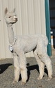 alpaca for sale