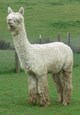 alpaca for sale