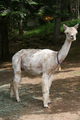 alpaca for sale