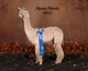 alpaca for sale