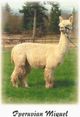 alpaca for sale
